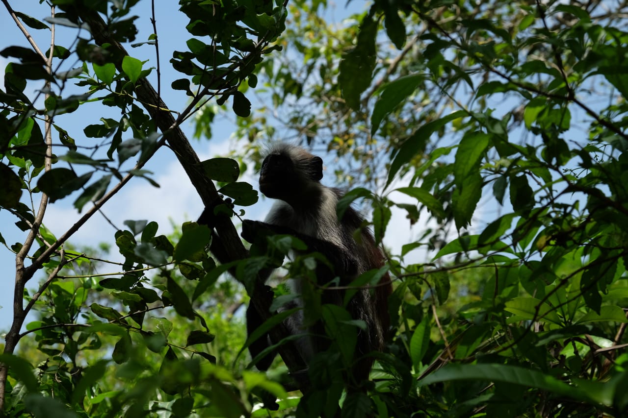An endangered Red Colobus Monkey